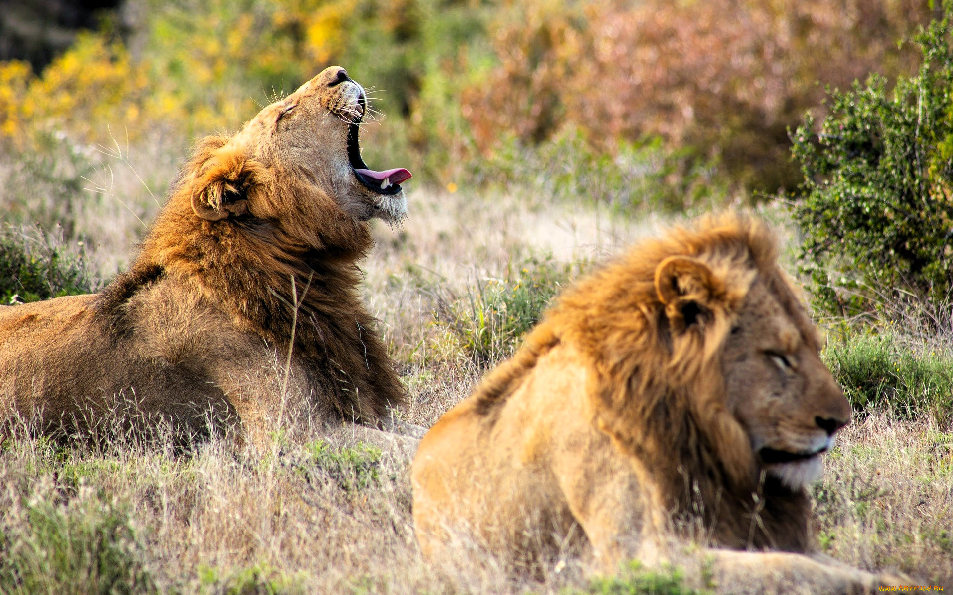 ��������, ����, �����, �����, �����